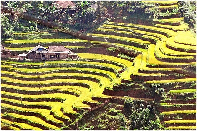 A glimpse of Hoang Su Phi in the harvest season A Glimpse of Hoang Su Phi in the Harvest Season
