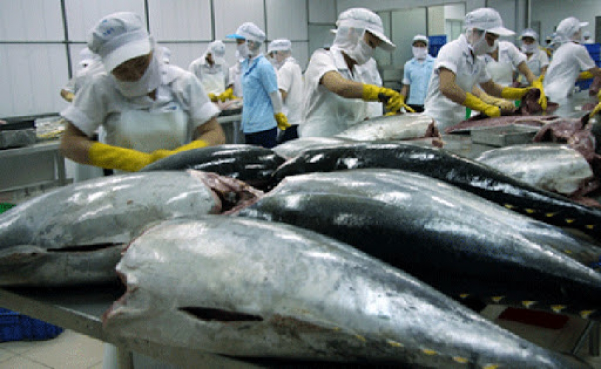 Tuna exports face difficulty in recovering after Covid pandemic 2359 unnamed 27