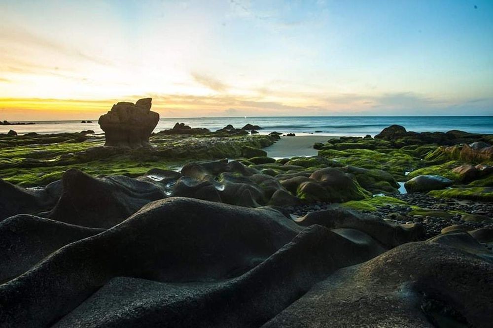 The moss carpet in Co Thach. Photo: Fanpage Co Thach beach The moss carpet in Co Thach. Photo: Fanpage Co Thach beach