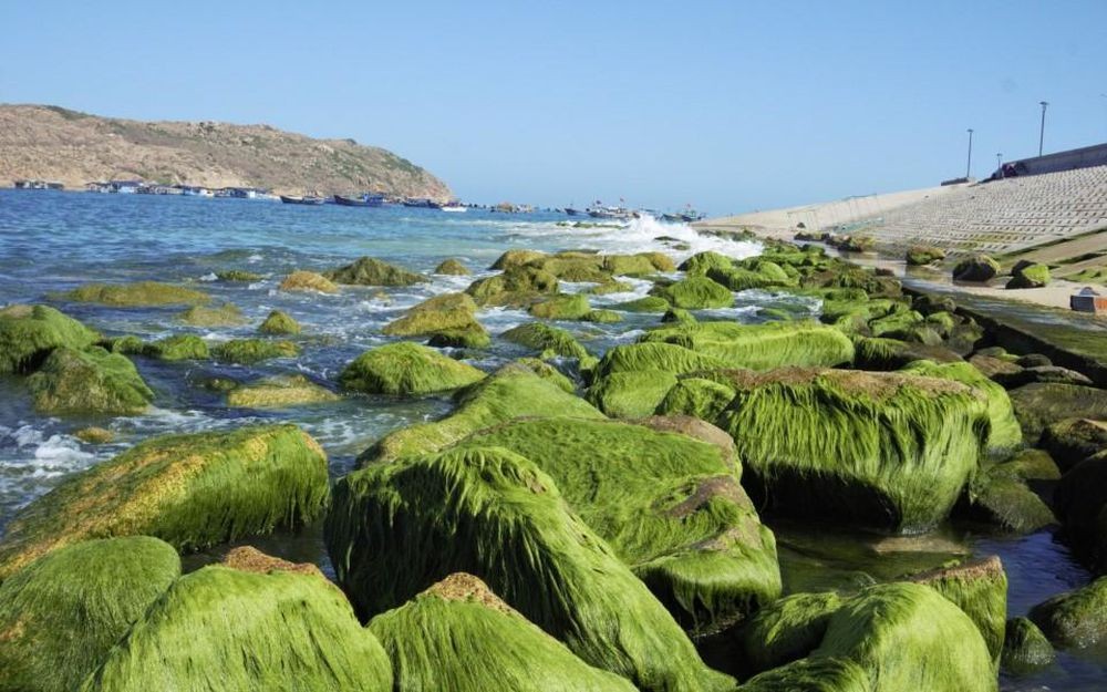 The moss carpet in Nhon Hai Beach. Photo: Viet An The moss carpet in Nhon Hai Beach. Photo: Viet An