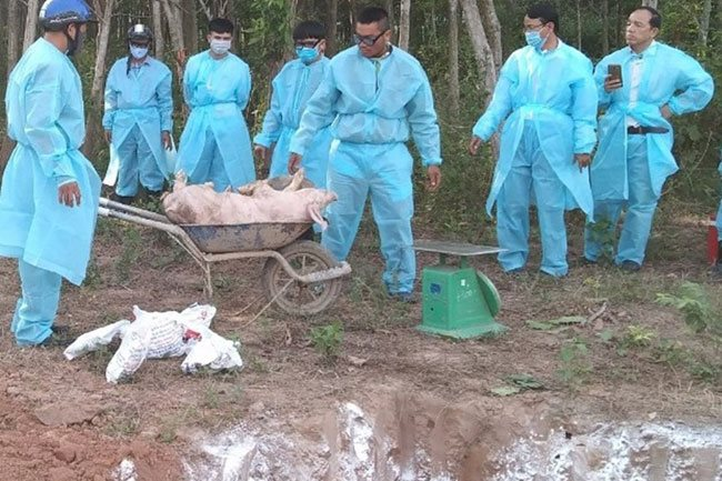 Competent forces cull pigs infected with African swine fever in Quang Tri Province – PHOTO: LDO Competent forces cull pigs infected with African swine fever in Quang Tri Province – PHOTO: LDO