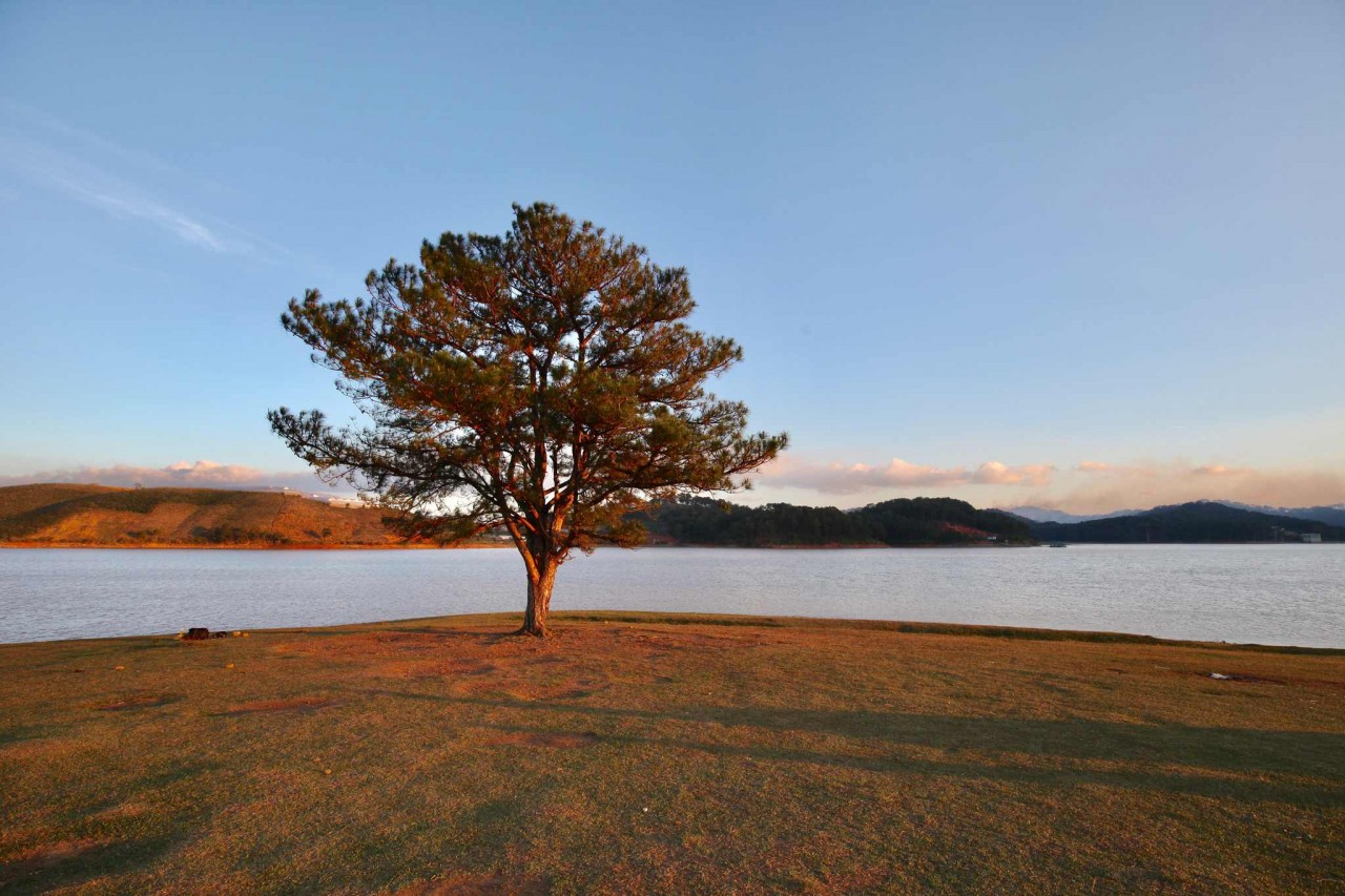 Discover The Unique “Lonely Trees” For Young Travelers To “Check-In” In Vietnam Discover The Unique “Lonely Trees” For Young Travelers To “Check-In” In Vietnam