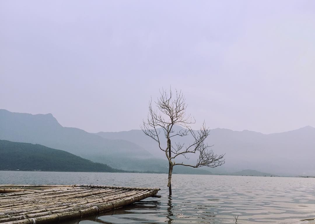 Discover The Unique “Lonely Trees” For Young Travelers To “Check-In” In Vietnam Discover The Unique “Lonely Trees” For Young Travelers To “Check-In” In Vietnam