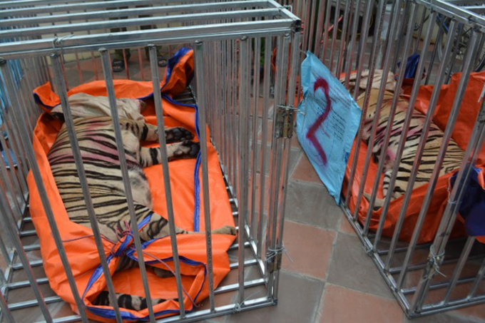The tigers were tranquilized and transported by trucks to an ecological area in Dien Chau (Nghe An) to be taken care of. The tigers were tranquilized and transported by trucks to an ecological area in Dien Chau (Nghe An) to be taken care of.