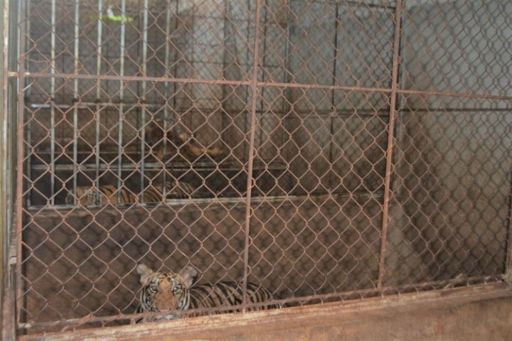 Indochinese tigers are one of the dangered animals in Asia. Photo: VTC News Indochinese tigers are one of the dangered animals in Asia. Photo: VTC News