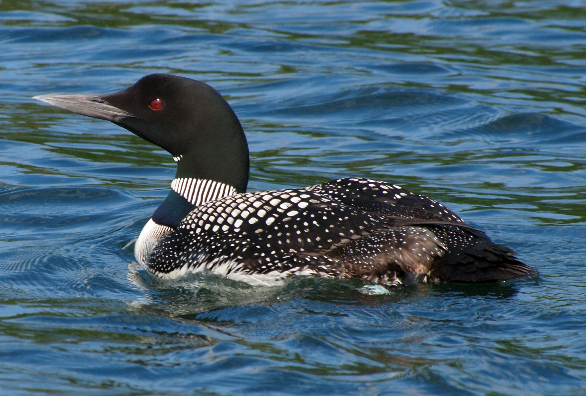 Top 9 Most Beautiful Birds Appearing In Summer