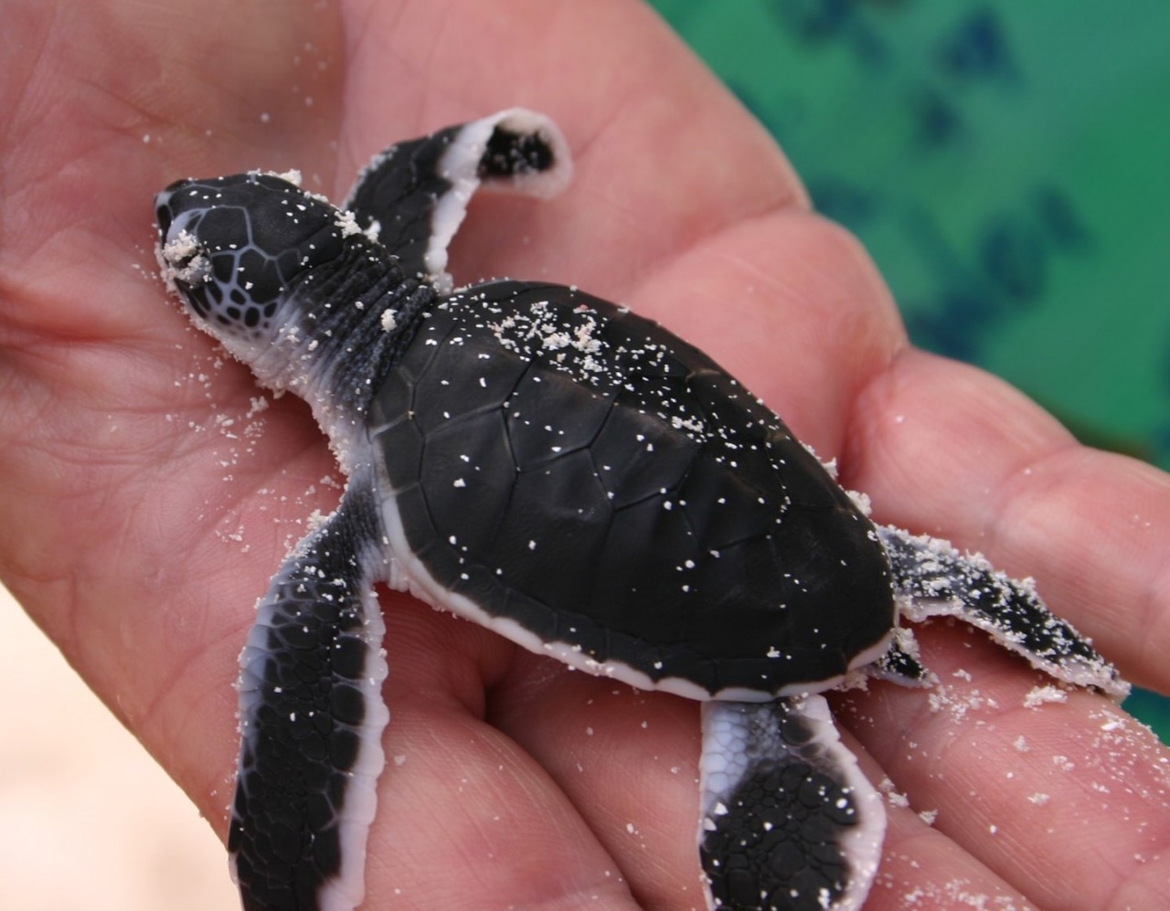 Baby turtle (Chelonia Mydas) that just hatched | © Manuel Heinrich Emha / WikiCommons Baby turtle (Chelonia Mydas) that just hatched | © Manuel Heinrich Emha / WikiCommons