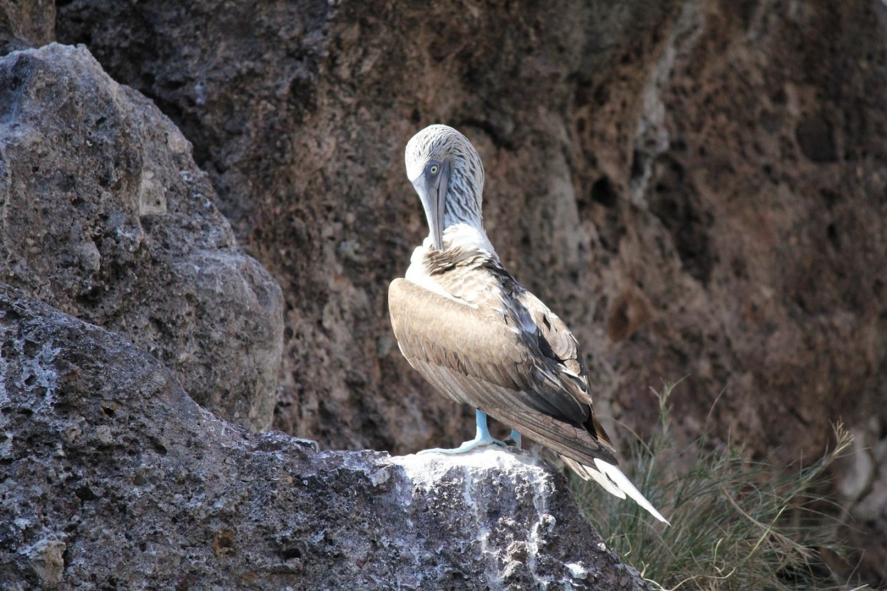 Blue footed booby on Islas Marietas | © Terri Bateman/Flickr Blue footed booby on Islas Marietas | © Terri Bateman/Flickr
