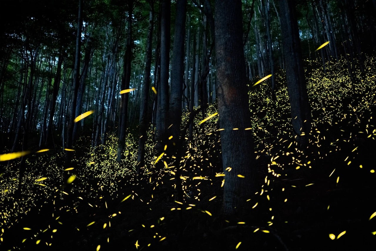 PHOTOGRAPH BY KILIII YUYAN, NATIONAL GEOGRAPHIC PHOTOGRAPH BY KILIII YUYAN, NATIONAL GEOGRAPHIC