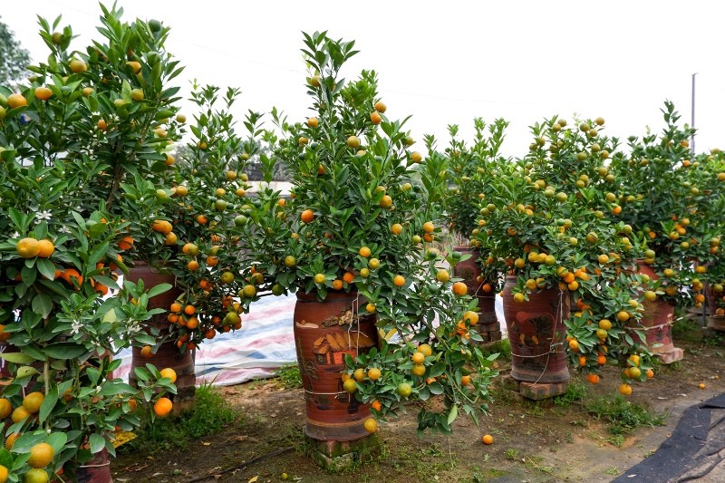 What to Know about Kumquat Tree - plant for Tet What to Know about Kumquat Tree - plant for Tet