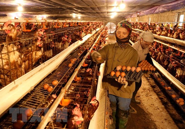 PM orders attention to bird flu fight pm orders attention to bird flu fight