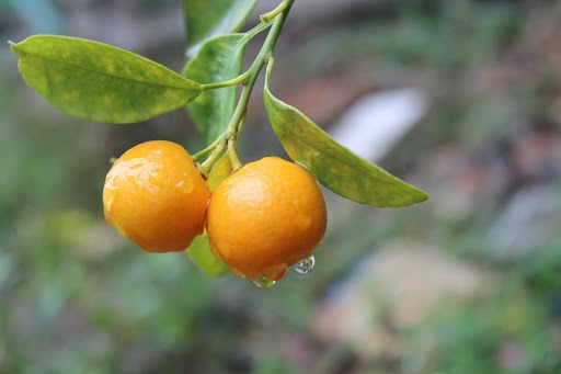 What to Know about Kumquat Tree - plant for Tet What to Know about Kumquat Tree - plant for Tet