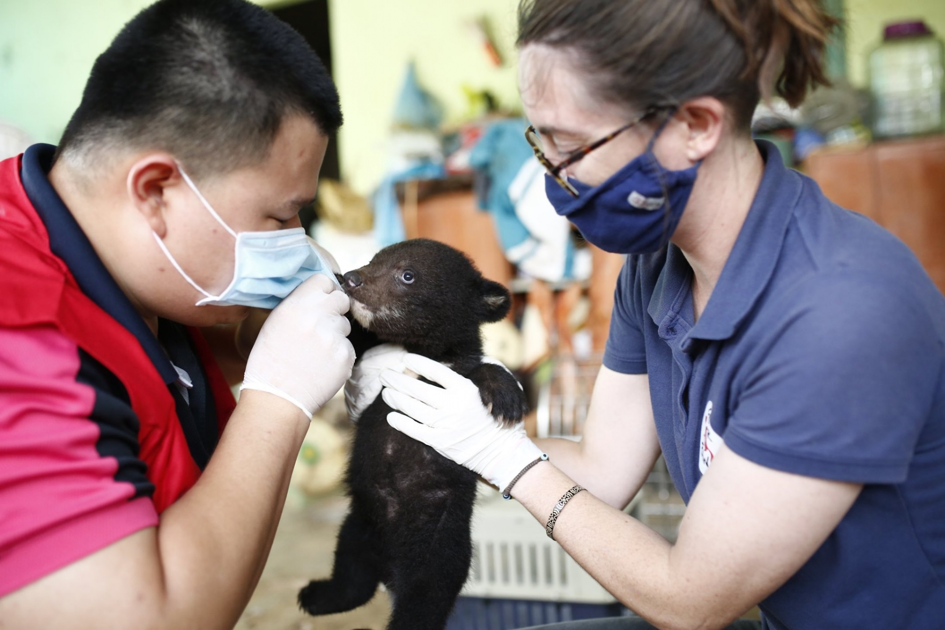 Bear cub rescued from illegal wildlife trade in Vietnam bear cub rescued from illegal wildlife trade in vietnam