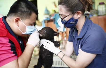 Bear cub rescued from illegal wildlife trade in Vietnam