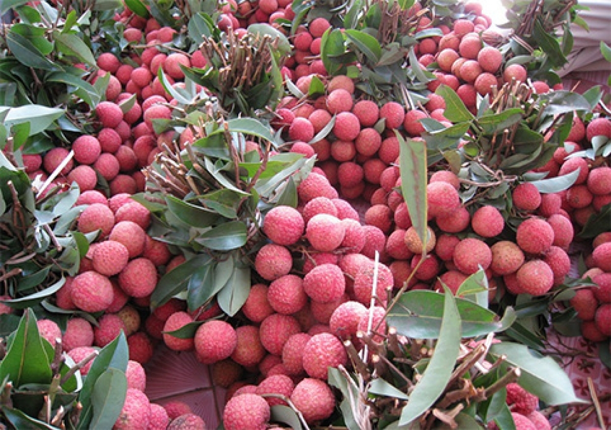 E-commerce platforms bring new opportunities for Hai Duong lychees sellers E-commerce platforms bring new opportunities for Hai Duong lychees sellers