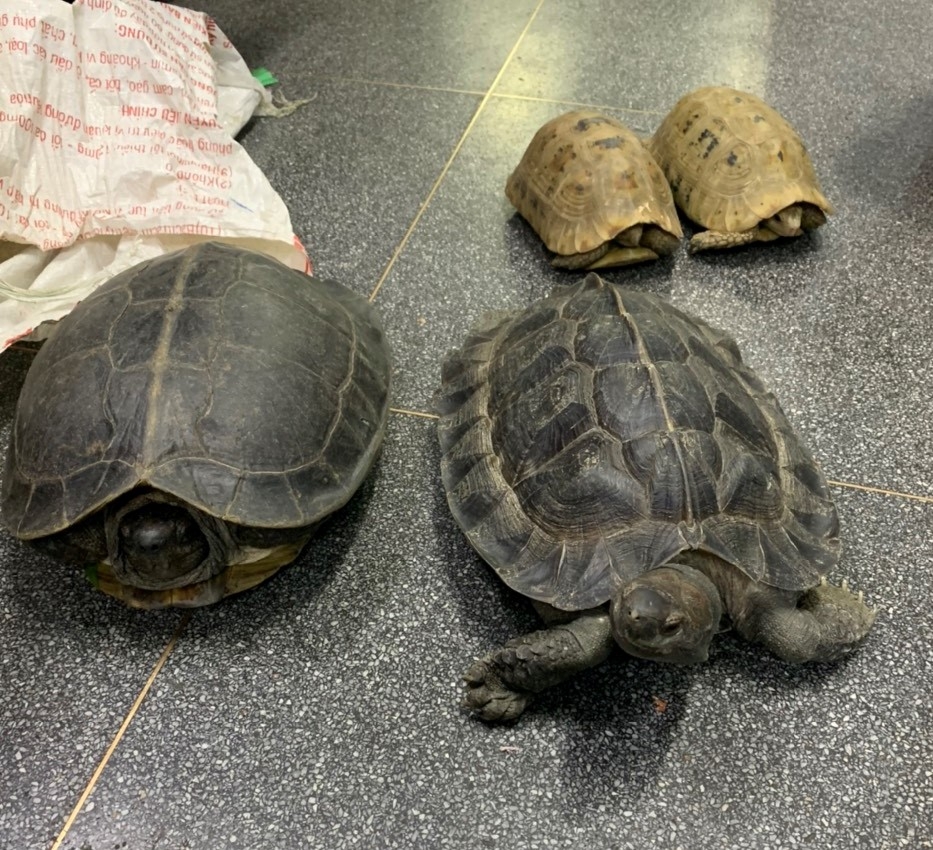 Vietnam Wildlife Trafficking Arrests Rise Vietnam Wildlife Trafficking Arrests Rise