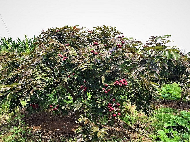 Purple longan: the unique fruit helping farmers earn a fortune. Purple longan: the unique fruit helping farmers earn a fortune.