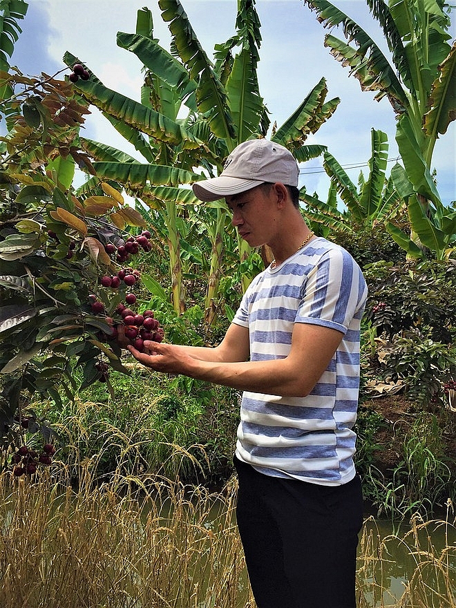 Purple longan: the unique fruit helping farmers earn a fortune. Purple longan: the unique fruit helping farmers earn a fortune.