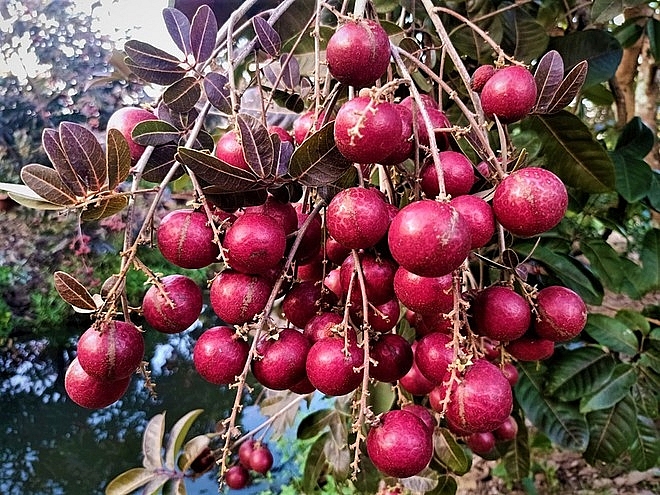 Purple longan: the unique fruit helping farmers earn a fortune. Purple longan: the unique fruit helping farmers earn a fortune.