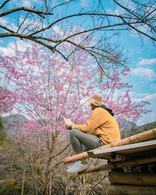 Springtime in Moc Chau Cherry Blossom Hidden Gem Springtime in Moc Chau Cherry Blossom Hidden Gem