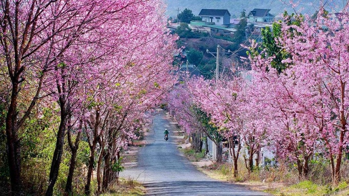 Bill Balo. 2951-da-lat