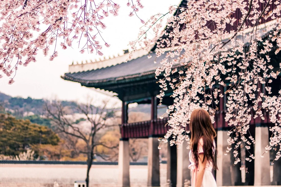 herry blossoms in Seoul, one of many places across Asia famous for its springtime colour. Photo: Pexels 3140-cherry1