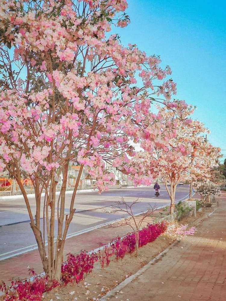 Balayong trees in the Philippines. @IloiloCityAndProvince/Facebook 3802-flower