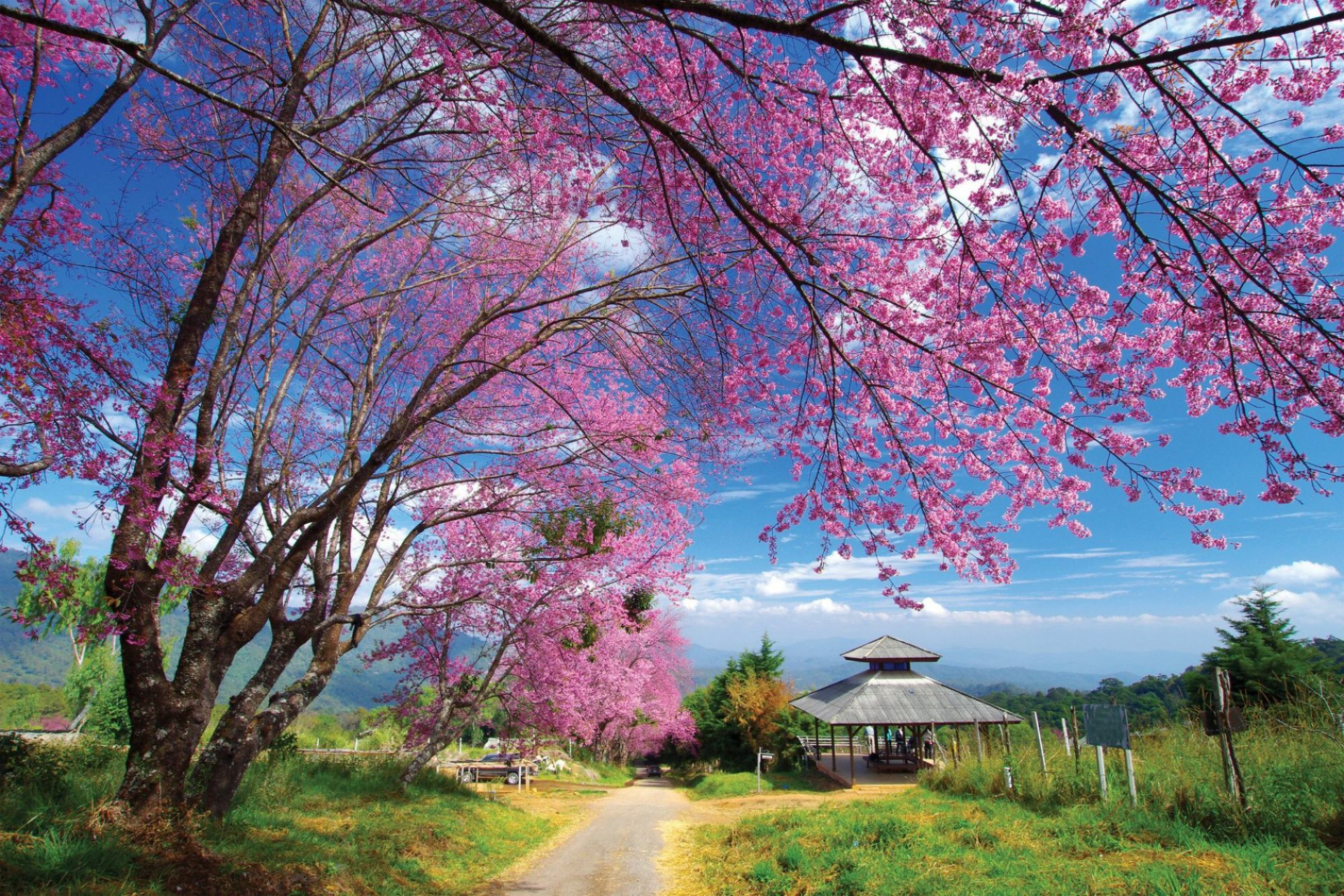 Chompoo pantip in Thailand. Photo: @FSThailand/Twitter 3847-flower-in-thailand
