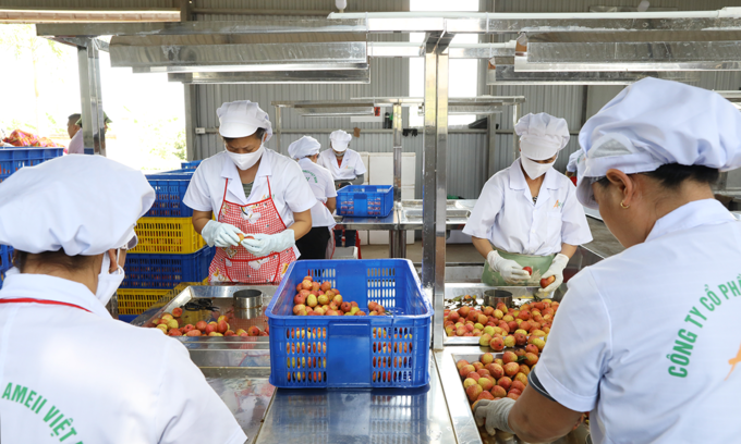 Workers prepare lychees for exports in the northern province of Bac Giang. Photo by VnExpress Workers prepare lychees for exports in the northern province of Bac Giang. Photo by VnExpress