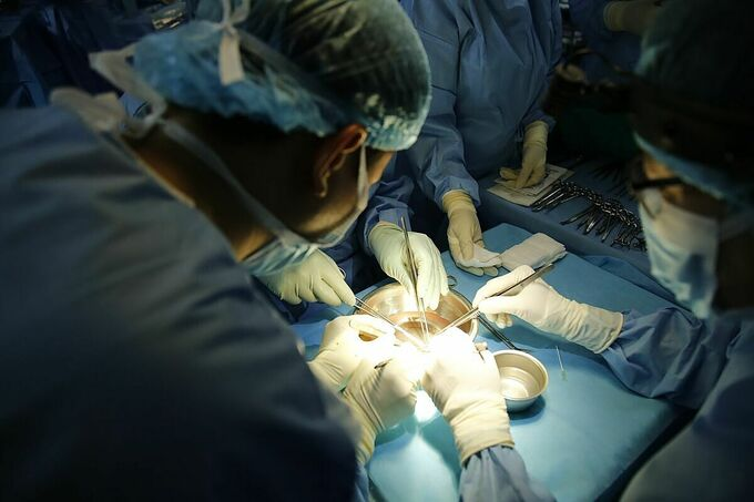 undefined 2331 transplant 2
