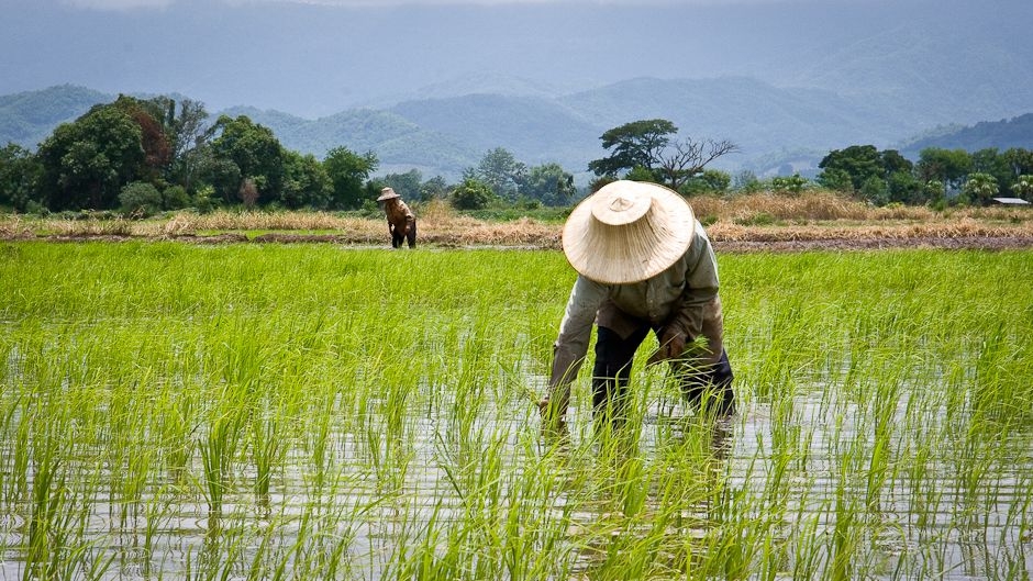 Thai Government takes measures to boost sustainable agricultural development 4550 thai government sustainable agriculture
