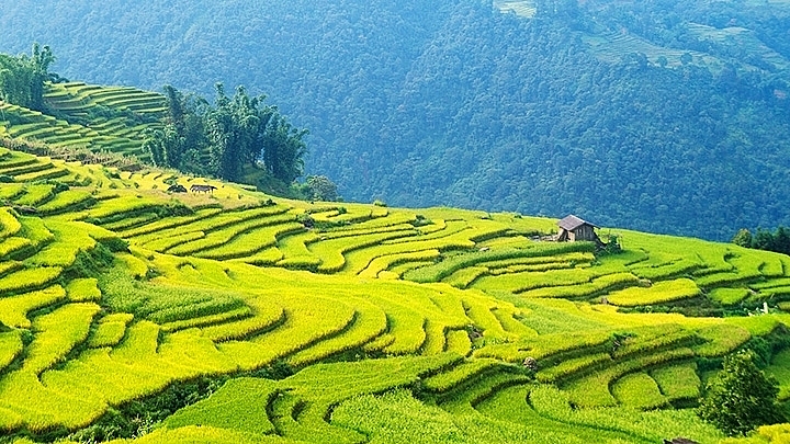 The forest and mountain in Y Ty Commune, Bat Xat District, Lao Cai Province create a golden carpet in the season of ripening rice. Photo: Nhandan 0121 y ty