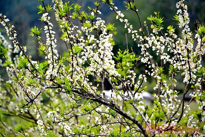Plum blossoms season in Bac Ha white plateau Plum blossoms season in Bac Ha white plateau
