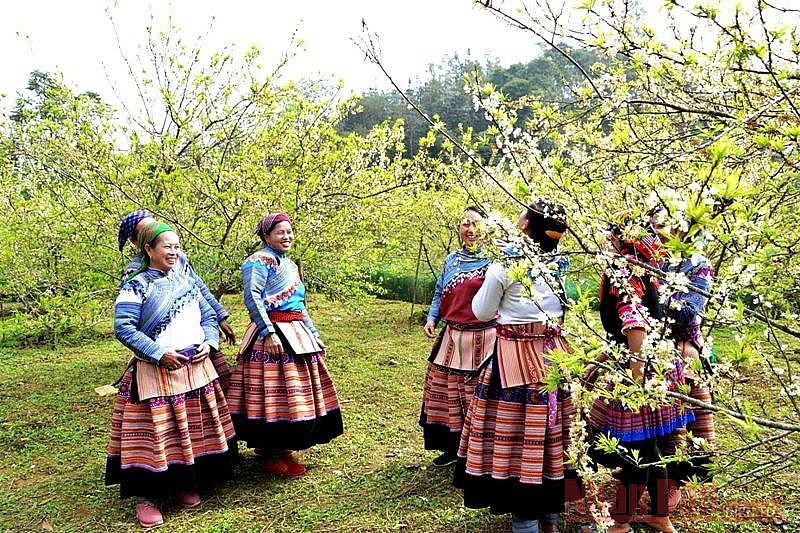 Plum blossoms season in Bac Ha white plateau Plum blossoms season in Bac Ha white plateau