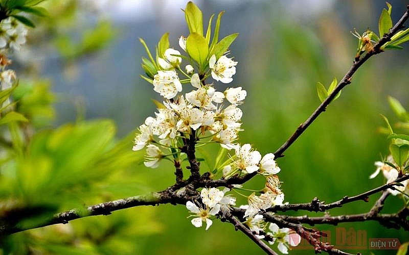 Plum blossoms season in Bac Ha white plateau Plum blossoms season in Bac Ha white plateau