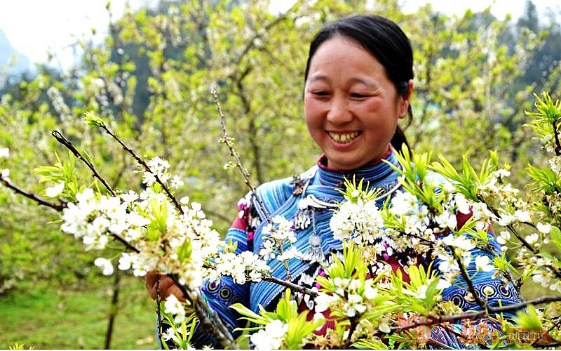 Plum blossoms season in Bac Ha white plateau Plum blossoms season in Bac Ha white plateau