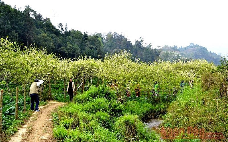 Plum blossoms season in Bac Ha white plateau Plum blossoms season in Bac Ha white plateau