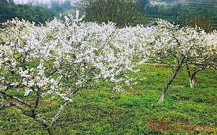Plum blossoms season in Bac Ha white plateau Plum blossoms season in Bac Ha white plateau