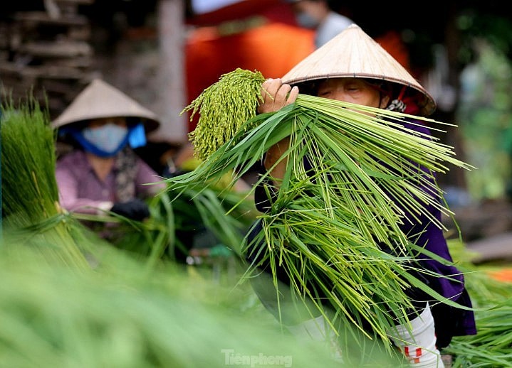 Me Tri Green Sticky Rice: A Specialty Of Autumn In Hanoi Me Tri Green Sticky Rice: A Specialty Of Autumn In Hanoi
