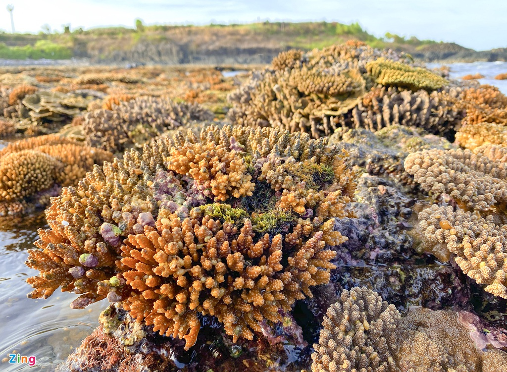 Unique open-air 'coral forest' on the Middle coast of Vietnam 0828 zin