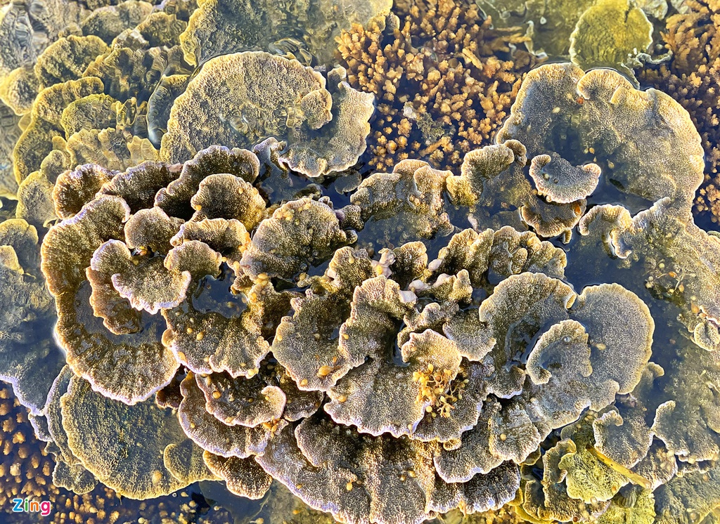 Unique open-air 'coral forest' on the Middle coast of Vietnam 3234 z4