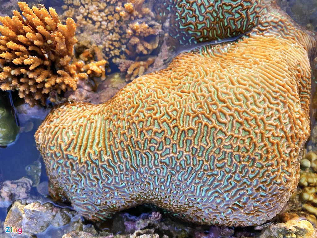 Unique open-air 'coral forest' on the Middle coast of Vietnam 3351 z5