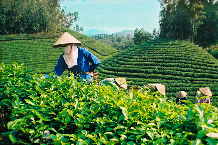 Vietnamese tea heads to sustainable and safe models 1918 sssss
