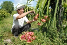 overseas vietnamese united in preserving national culture heritage