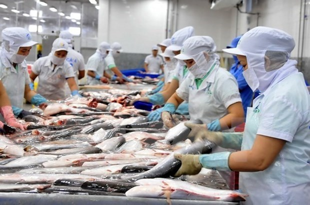 Workers process tra fish for export (Photo: VNA) 5658-ds1