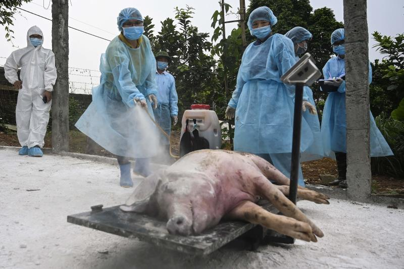 VN imported 20,000 pigs from Thailand for swine fever-hit herd rebuilding and record piglet price reduce VN imported 20,000 pigs from Thailand for swine fever-hit herd rebuilding and record piglet price reduce