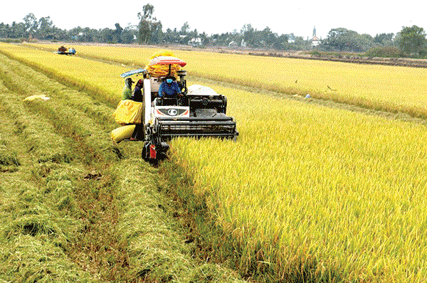 Vietnam and Switzerland extend project on rice monitoring and crop insurance Vietnam and Switzerland extend project on rice monitoring and crop insurance