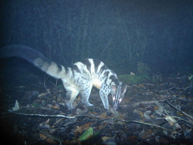 many rare species animals found in nui ba vietnam