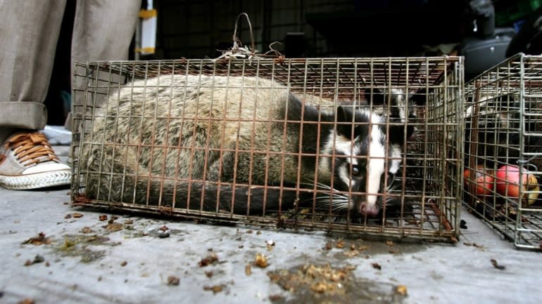 ‘Animals live for man’: China’s appetite for wildlife likely to survive virus animals live for man chinas appetite for wildlife likely to survive virus