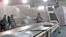 vietnam may surpass thailand in rice exports